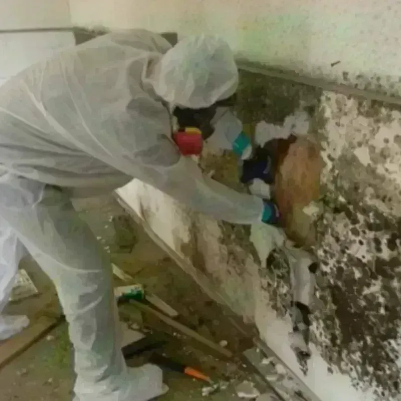 Mold Remediation and Removal in Swansea, MA